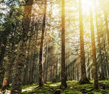 木質(zhì)玩具的好處